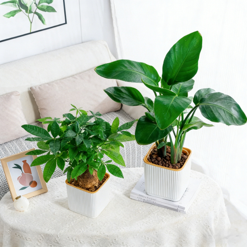 Self-Watering Flower Pot for L - Aloe Vera Pot ulasan dan harga