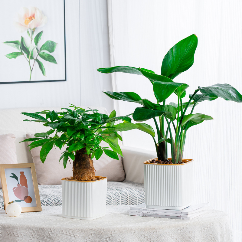 Self-Watering Flower Pot for L - Aloe Vera Pot ulasan dan harga