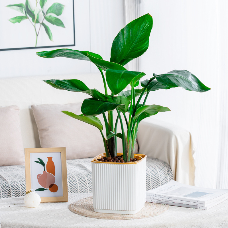 Self-Watering Flower Pot for L - Aloe Vera Pot ulasan dan harga