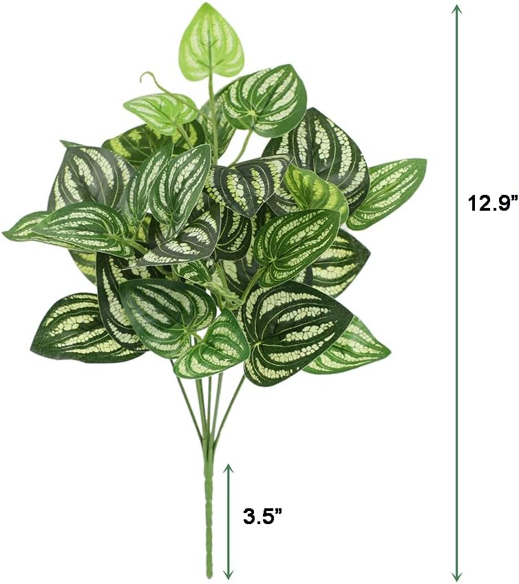 5Pcs Watermelon Peperomia Arti - Peperomia Watermelon ulasan dan harga